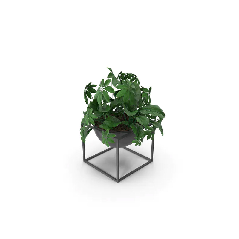 House Plant Image 2