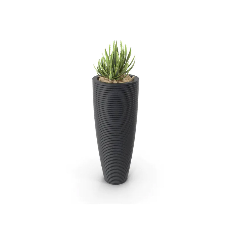House Plant Image 3